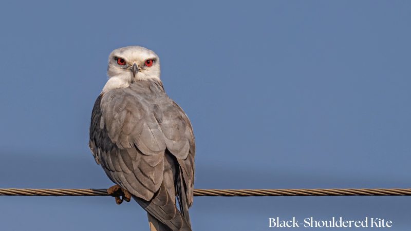 Black-Shouldered Kite