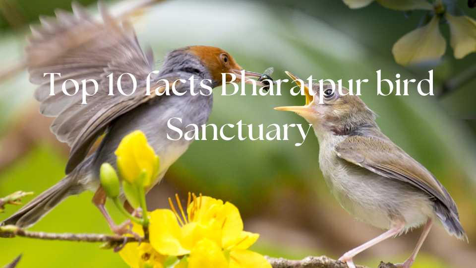 10 Facts about Bharatpur bird Sanctuary