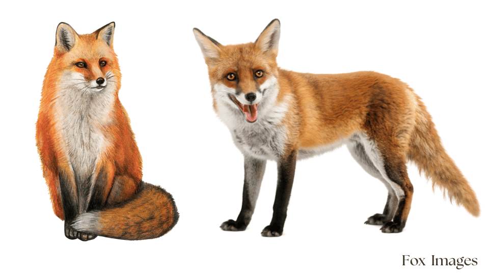 Fox images