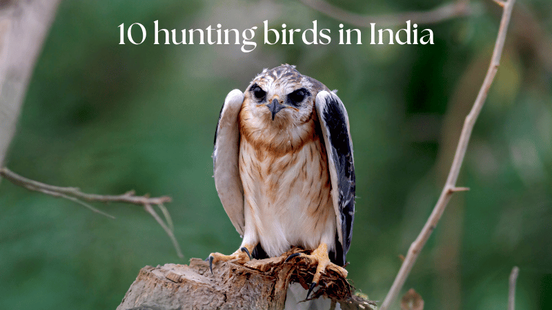10 Hunter birds names in India