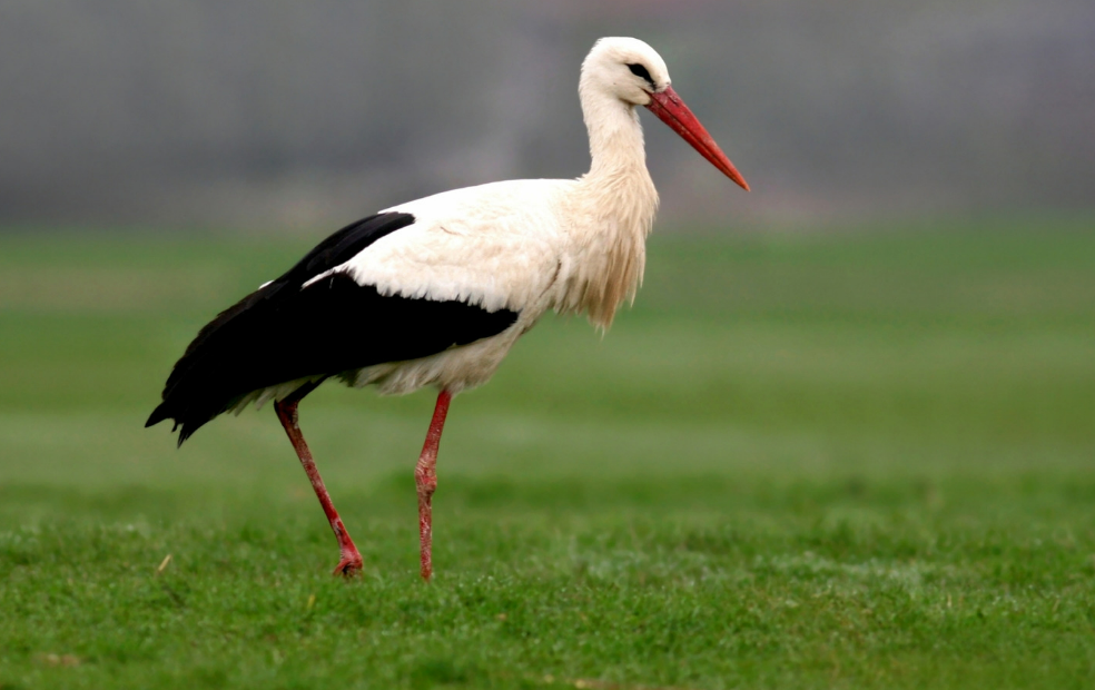 Storks 